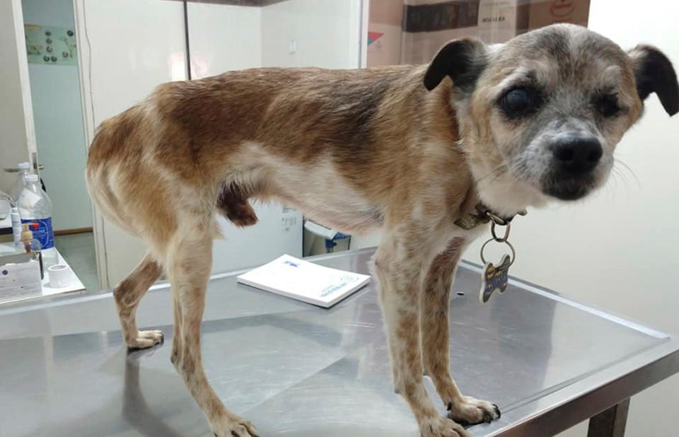 Un “Milagro” para aquellos animales en situación de abuso, maltrato o abandono