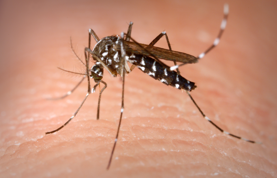 Charla gratuita “Los mosquitos y las enfermedades” en la ULA