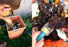 ¿Cómo hacer un compost con lombrices en nuestro hogar? como-hacer-compost