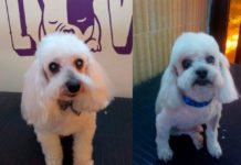 “Cuido y amo a mis perros como si fueran mis hijos”