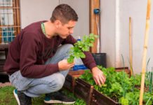¿Cómo hacer una huerta agroecológica o plantines en casa?