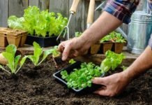 Desde la Municipalidad fomentan las huertas agroecológicas con semillas y capacitaciones online