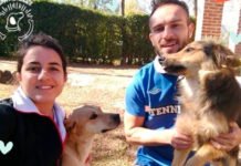 Sumate al rescate: “Queremos cambiar el mundo de los perros callejeros y abandonados”