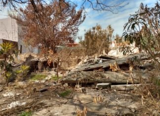 Invasión de roedores en un sector del barrio Alto Verde