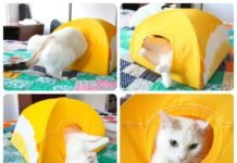 ¿Cómo hacer una casita para tu gato con una percha, cartón y una remera?