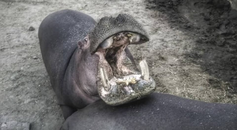 La crítica situación en el Zoológico de Córdoba