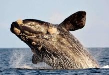 “El mar argentino podría dar muchos más recursos que la agricultura”