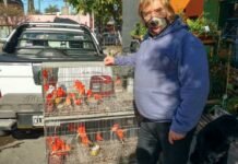 Canarios: Una alternativa diferente a las mascotas tradicionales