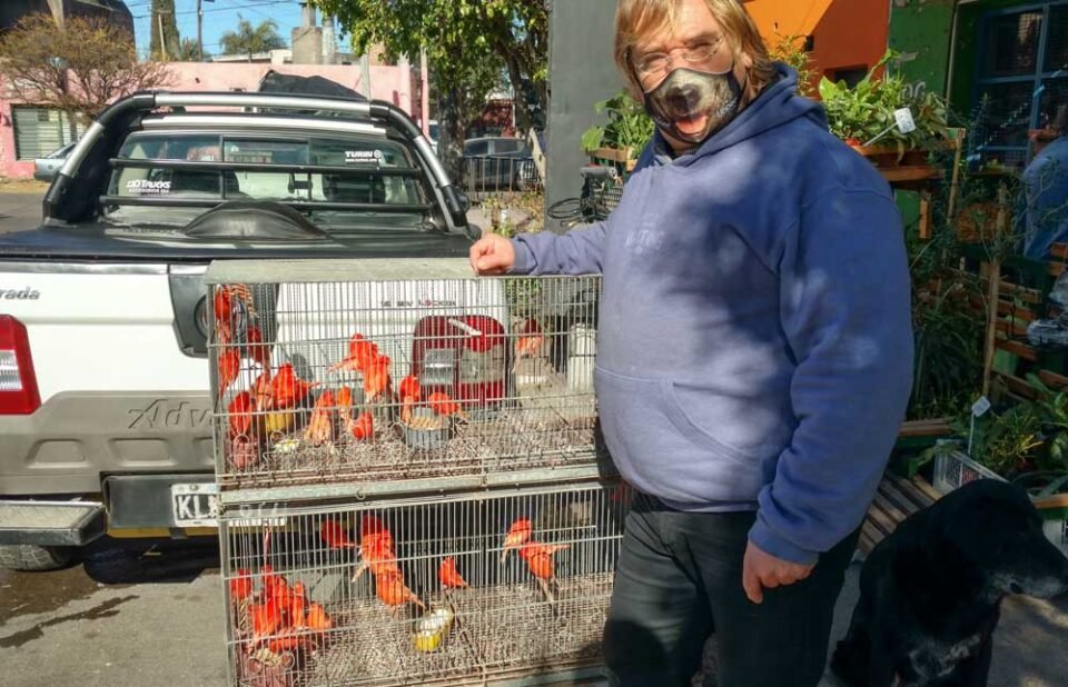 Canarios: Una alternativa diferente a las mascotas tradicionales