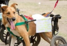 Discas: la campaña de concientización para respetar la vida animal en las rutas Discas