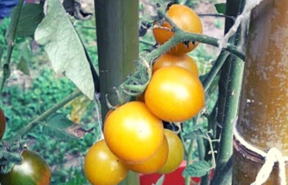 Tomates