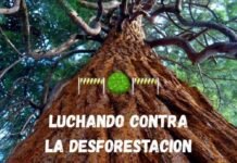 “Luchando Contra la Deforestación”: el gran proyecto de 5 alumnos del colegio Mater Puríssima Deforestación