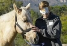 “Hest”: el emprendimiento que mejora el potencial de las personas con la ayuda de caballos Caballos