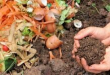 El programa “Huerta en tu Hogar” abrió las inscripciones para las semillas primavera-verano