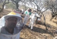 “La Odisea”: la iniciativa de unos jóvenes para sacar abejas de la ciudad y llevarlas al campo