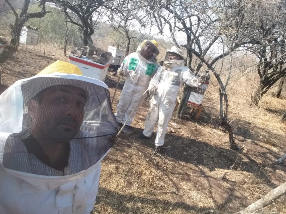 “La Odisea”: la iniciativa de unos jóvenes para sacar abejas de la ciudad y llevarlas al campo