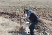 En Nuevo Poeta, comenzaron a reforestar la colectora del barrio y piden colaboración para el riego