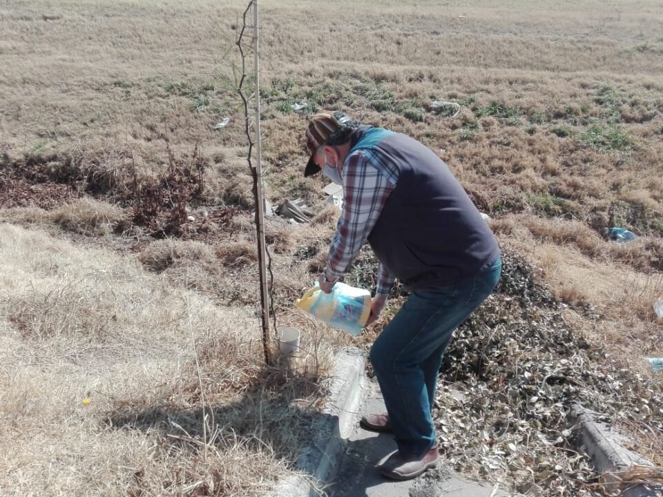 En Nuevo Poeta, comenzaron a reforestar la colectora del barrio y piden colaboración para el riego