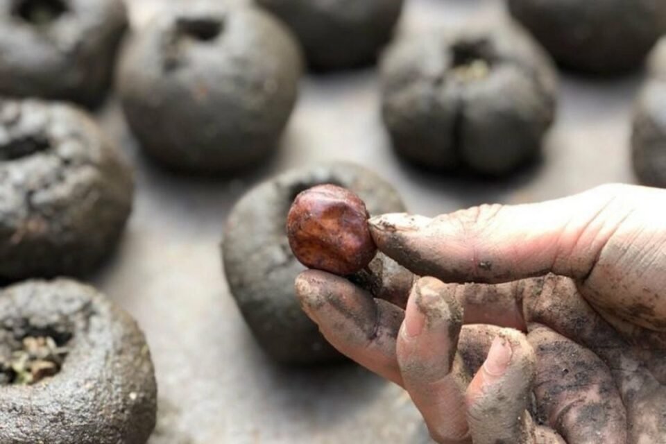 Bombas de Semillas