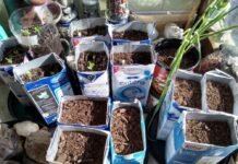 Plan de reforestación: Montó un vivero de especies nativas en la cocina de su departamento Reforestación