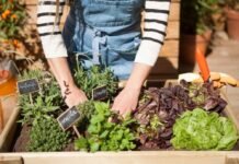 El CPC de Monseñor Pablo Cabrera abre las inscripciones para retirar las semillas del INTA