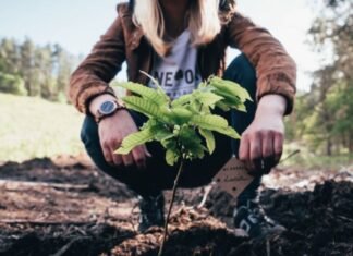 ¿Qué hacer después de los incendios? Tips para aportar tu granito de arena Incendios