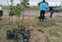 Onda verde: plantaron más de 100 árboles en la colectora de Nuevo Poeta Lugones Árboles