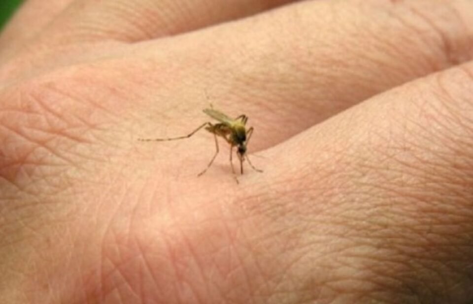 Dengue