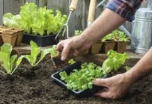 “La Huerta en tu Hogar”: 20 mil vecinos ya recibieron sus kits de semillas Huerta en tu hogar