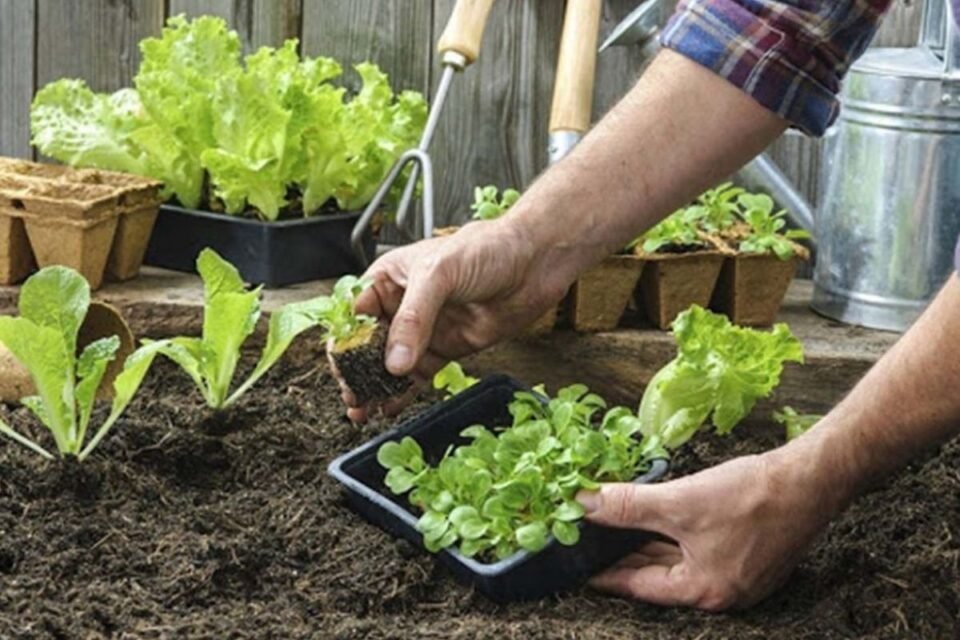 Huerta en tu hogar
