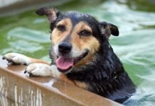 Momento mascotero: ¿Cómo afecta el calor del verano a los perros? Perros