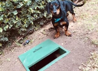 “Cabono”: un invento made in Córdoba que consiste en un cesto orgánico para mascotas Cabono