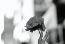 “Plantamos Memoria, Cosechamos Derechos”: La iniciativa de la Biblioteca Popular Nelly Llorens Memoria