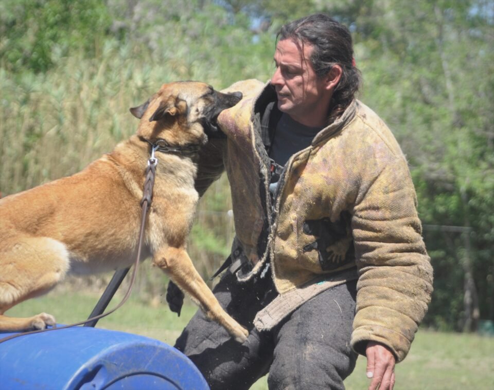 perros