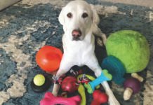 Pet Shop Avenida: Juguetes, ropa y accesorios ¡Todo para “mimar” a tu mascota! Pet Shop