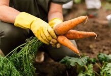 “La Huerta en tu Hogar”: Las inscripciones para recibir semillas están abiertas hasta el 15 de abril La Huerta en tu Hogar