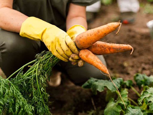 La Huerta en tu Hogar