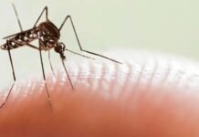 La UNC hará un estudio para identificar el transmisor del virus del dengue UNC