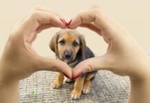 “Día del Perro”: ¿Sabés cuáles son los alimentos prohibidos para ellos? Perro