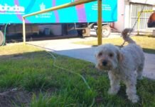 Perros en situación de calle: una problemática que necesita regulación Perros