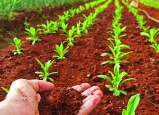 La tierra, fuente de vida: Día Mundial de la Conservación del Suelo Conservación del Suelo