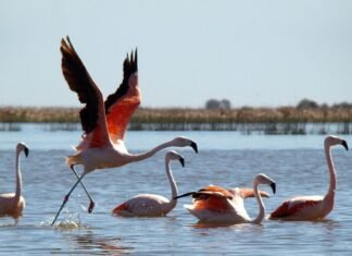 Córdoba abre paso al nuevo Parque Nacional Ansenuza Parque Nacional Ansenuza
