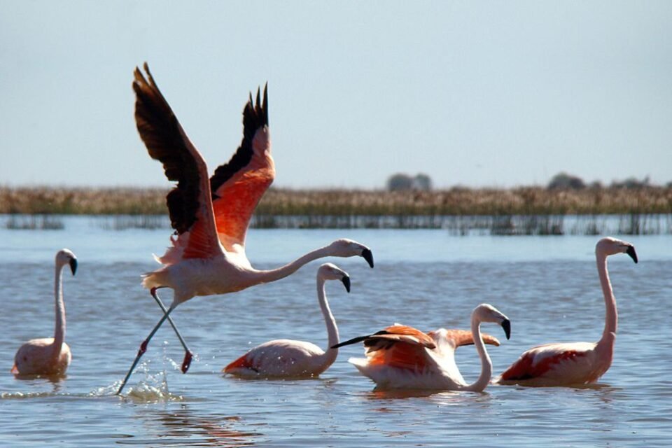 Parque Nacional Ansenuza