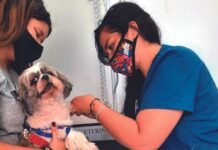 Vacunas en perros y gatos: ¿Cuáles son y cuándo ponerlas? Vacunas