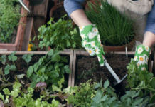 Taller de Huerta Urbana: una iniciativa súper interesante del Espacio Cultural San Martín Taller de Huerta Urbana
