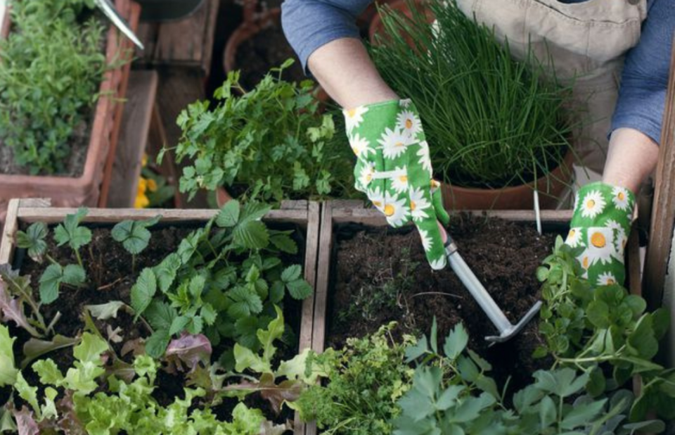 Taller de Huerta Urbana