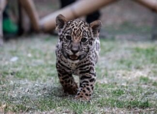 Se duplicó la población de yaguaretés y se calcula que ya hay 250 en todo el país Yaguareté