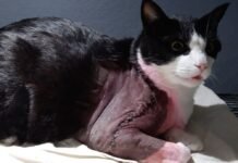 Maltrato Animal: en barrio Marqués denunciaron que un vecino mata, envenena y tortura mascotas ajenas maltrato animal