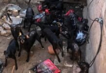 Cómo ayudar: Retiraron a los 37 perros de la casa de barrio Los Paraísos Perros