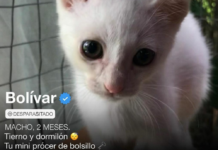 “Gatitinder”: Cómo es el novedoso tinder de gatitos que busca fomentar la adopción Gatitinder